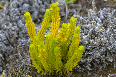 Lycopodes (Ptéridophytes)